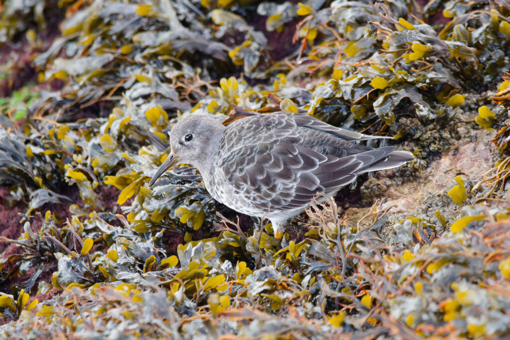 Photo of Purple Sandpiper